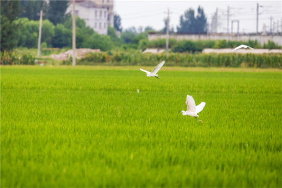 一群群白鹭飞到了济南荷花路街道王家闸村稻田里，嬉闹觅食。