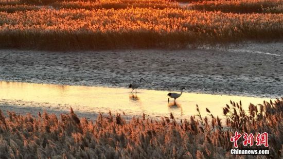10月17日，丹顶鹤在黄河三角洲湿地内嬉戏觅食。 杨斌 摄