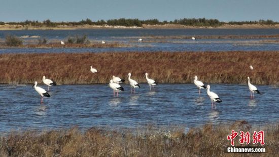 10月17日，成群的东方白鹳在黄河三角洲湿地内嬉戏觅食。 杨斌 摄