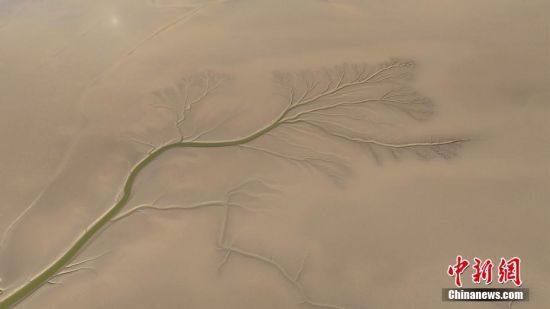 10月17日，山东东营，黄河入海口处出现的“潮汐树”。 杨斌 摄