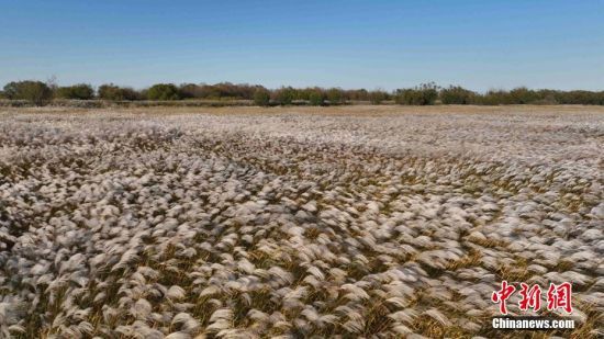 每年10月-11月，是黄河口荻花最美的时候，似花非花，似雪非雪，成为一道独特风景，吸引游人前来游玩。 杨斌 摄
