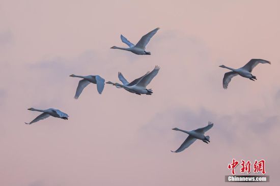 截至目前，天鹅湖湿地已有5000余只大天鹅到来。 李信君 摄
