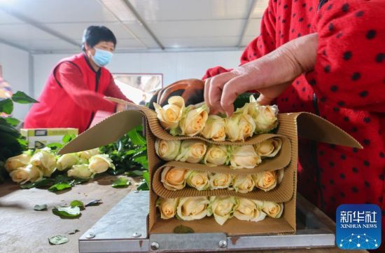 11月23日，在山东省临沂市兰山区柳青街道夏家村玫瑰种植基地，工人在包装车间内包装刚刚采摘的玫瑰花。