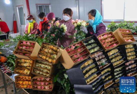 11月23日，在山东省临沂市兰山区柳青街道夏家村玫瑰种植基地，工人在包装车间内整理刚刚采摘的玫瑰花。