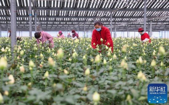 11月23日，在山东省临沂市兰山区柳青街道夏家村玫瑰种植基地，工人在玫瑰大棚内进行管护。