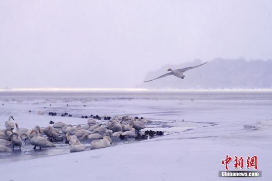 1月24日，山东省荣成市迎来节后首场极寒天气，降温降雪，大天鹅在国家级自然保护区天鹅湖畔冰雪中栖息游弋、飞翔起舞。 中新社发 杨志礼 摄
