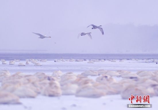 1月24日，山东省荣成市迎来节后首场极寒天气，降温降雪，大天鹅在国家级自然保护区天鹅湖畔冰雪中栖息游弋、飞翔起舞。 中新社发 杨志礼 摄