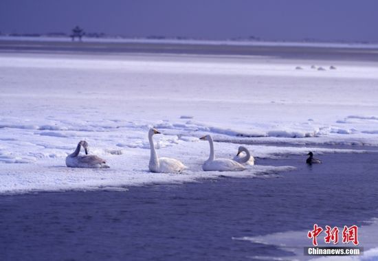 1月24日，山东省荣成市迎来节后首场极寒天气，降温降雪，大天鹅在国家级自然保护区天鹅湖畔冰雪中栖息游弋、飞翔起舞。 中新社发 杨志礼 摄