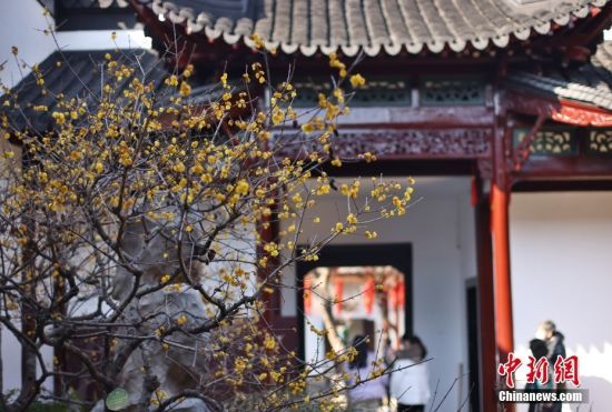 1月29日，江苏南京，游客从绽放的蜡梅旁经过。中新社记者 泱波 摄