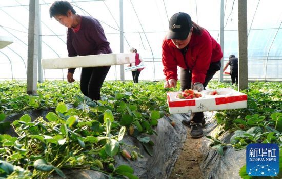 2月16日，在山东省东平县无盐村，村民将采摘的草莓进行称重。新华社记者 徐速绘 摄
