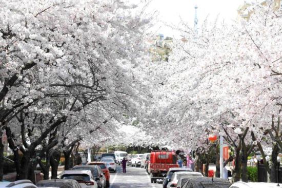 青岛市李沧区：樱花节启幕 民众徜徉花海