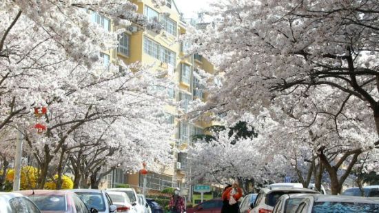 青岛市李沧区：樱花节启幕 民众徜徉花海