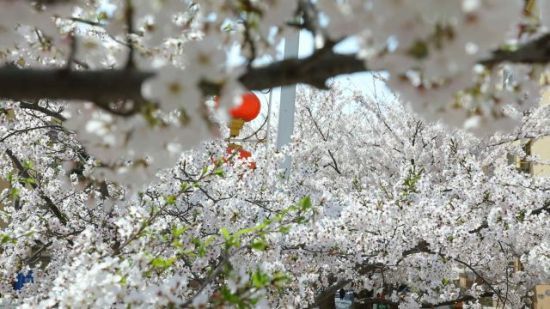 青岛市李沧区：樱花节启幕 民众徜徉花海