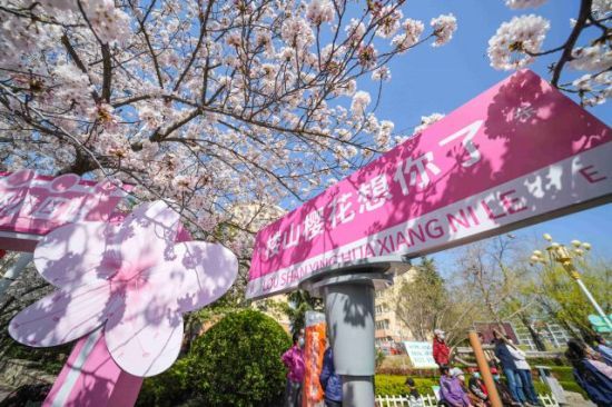 青岛市李沧区：樱花节启幕 民众徜徉花海