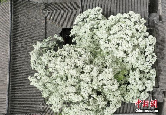 4月12日，山东济宁，邹城市千年孟府赐福楼前高大优美的流苏树繁花绽放，美如白雪。