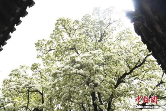 4月12日，山东济宁，邹城市千年孟府赐福楼前高大优美的流苏树繁花绽放，美如白雪。