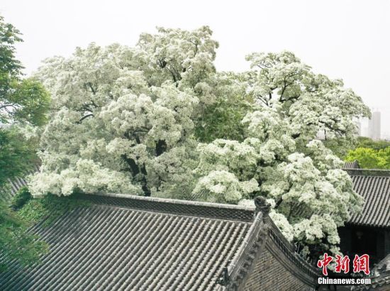 4月12日，山东济宁，邹城市千年孟府赐福楼前高大优美的流苏树繁花绽放，美如白雪。