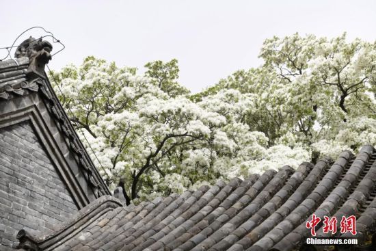 4月12日，山东济宁，邹城市千年孟府赐福楼前高大优美的流苏树繁花绽放，美如白雪。