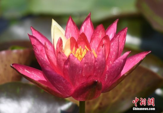 5月29日，浙江杭州良渚古城遗址公园多处水域的双色睡莲绽放，娇艳之态美不胜收。