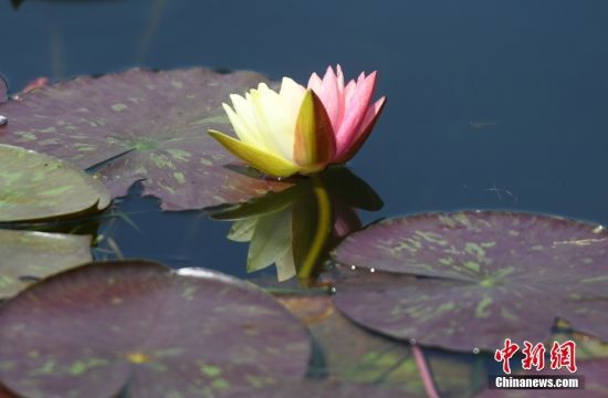 5月29日，浙江杭州良渚古城遗址公园多处水域的双色睡莲绽放，娇艳之态美不胜收。