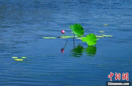 盛开的荷花呈现出夏季美景。李成群 摄