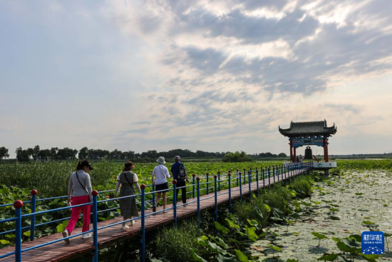 7月9日，白云湖国家湿地公园内荷花盛开(无人机照片)。