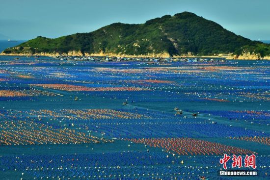 图为连江县松芦湾海域的800多公顷鲍鱼养殖基地，一个个红、橙、蓝相间的浮球下挂着的就是养殖的鲍鱼。