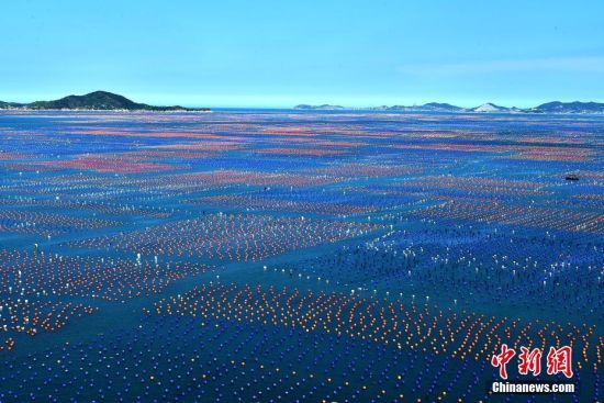图为连江县松芦湾海域的800多公顷鲍鱼养殖基地，一个个红、橙、蓝相间的浮球下挂着的就是养殖的鲍鱼。
