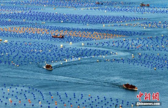图为连江县松芦湾海域的800多公顷鲍鱼养殖基地，一个个红、橙、蓝相间的浮球下挂着的就是养殖的鲍鱼。