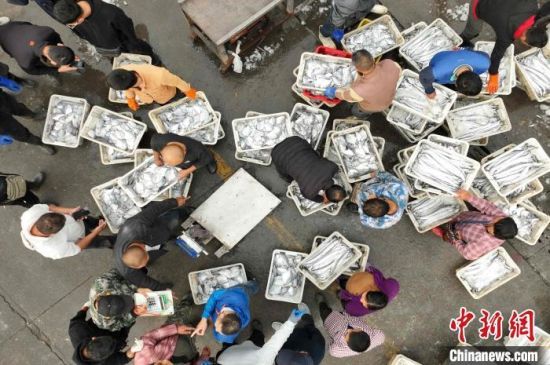 航拍渔民与海产经销商交易现场。(无人机照片)王海滨 摄