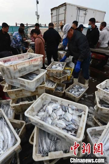 　经销商在挑选鱼货。王海滨 摄