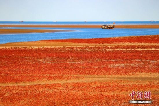 近日，山东东营滨海湿地上铺满“红毯”。金秋时节，黄河三角洲地区独特的自然植被——碱蓬草到了一年中最为娇艳的时刻，红红火火绵延无际。