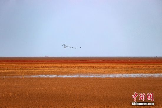 近日，山东东营滨海湿地上铺满“红毯”。金秋时节，黄河三角洲地区独特的自然植被——碱蓬草到了一年中最为娇艳的时刻，红红火火绵延无际。