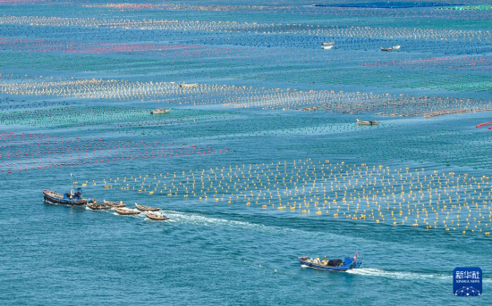  10月11日，在荣成市爱伦湾海洋牧场生态养殖区，渔民驾驶渔船、舢板出海作业（无人机照片）。