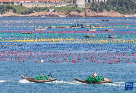  10月11日，在荣成市爱伦湾海洋牧场生态养殖区，渔民驾驶渔船、舢板出海作业。