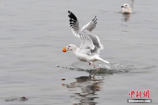 山东青岛：候鸟翩跹海浪间 奏响生态交响乐