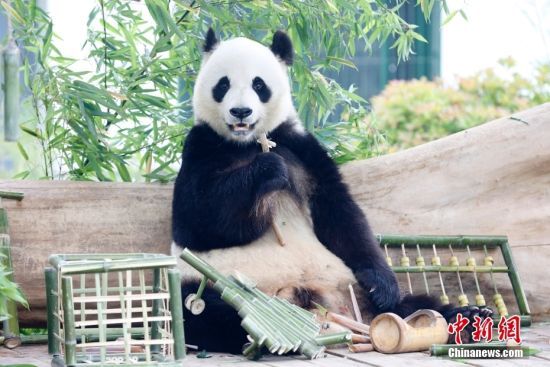 5月26日，山东济南，大熊猫“雅吉”享用“生日蛋糕”。当日，山东济南动物园大熊猫“雅吉”迎来10周岁生日，动物园工作人员精心准备“生日蛋糕”，为它庆生。