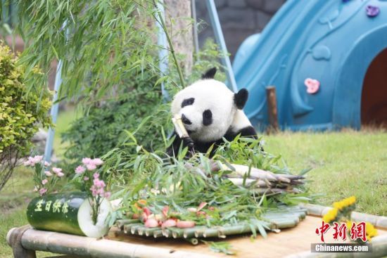 5月26日，山东济南，大熊猫“雅吉”享用“生日蛋糕”。当日，山东济南动物园大熊猫“雅吉”迎来10周岁生日，动物园工作人员精心准备“生日蛋糕”，为它庆生。