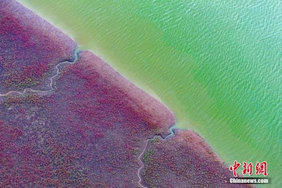 2024年8月1日，山东青岛西海岸新区红石崖街道依偎的五河口红海滩景色旖旎，美不胜收。这里成片的碱蓬草色彩靓丽，红艳迷人。