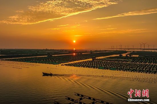 　　8月14日，在山东省荣成市桑沟湾，海洋牧场在朝霞的映衬下构成一幅“耕海牧渔”的美丽画卷。近年来当地在适宜海域建设海洋牧场，积极探索科技兴海、以养兴渔的发展之路。(无人机照片)