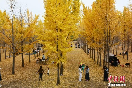 11月9日，山东济南黄河岸边千亩银杏林中，游人正在露营。近期，银杏林进入最佳观赏期，宛如“油画”般的美丽画卷，吸引众多游人。