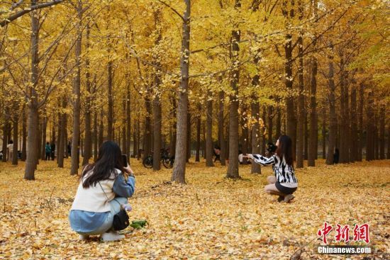11月9日，山东济南黄河岸边千亩银杏林中，游人正在露营。近期，银杏林进入最佳观赏期，宛如“油画”般的美丽画卷，吸引众多游人。