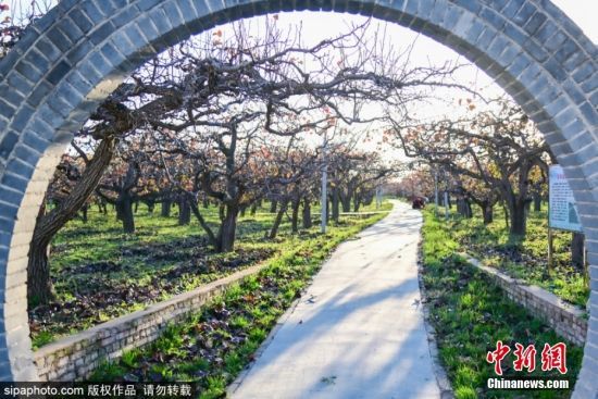 2024年11月4日，山东滨州。深秋时节，位于滨州市阳信县金阳街道内的百年梨园里，经过霜寒洗礼后的梨树叶子呈现出深红色，在阳光的映衬下秋色美景如诗如画。
