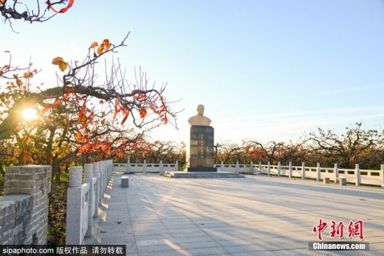 2024年11月4日，山东滨州。深秋时节，位于滨州市阳信县金阳街道内的百年梨园里，经过霜寒洗礼后的梨树叶子呈现出深红色，在阳光的映衬下秋色美景如诗如画。