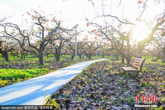 2024年11月4日，山东滨州。深秋时节，位于滨州市阳信县金阳街道内的百年梨园里，经过霜寒洗礼后的梨树叶子呈现出深红色，在阳光的映衬下秋色美景如诗如画。