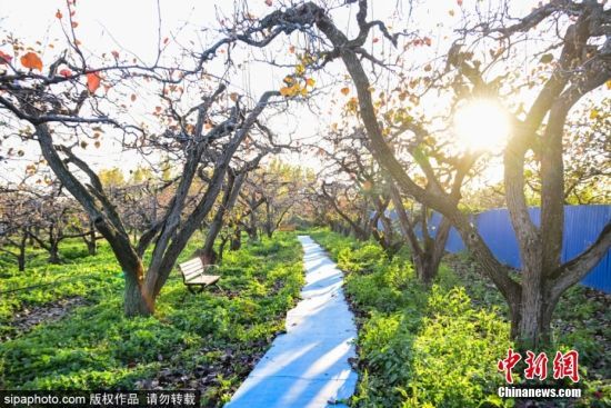 2024年11月4日，山东滨州。深秋时节，位于滨州市阳信县金阳街道内的百年梨园里，经过霜寒洗礼后的梨树叶子呈现出深红色，在阳光的映衬下秋色美景如诗如画。