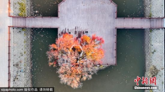 2024年11月4日，山东滨州。深秋时节，位于滨州市阳信县金阳街道内的百年梨园里，经过霜寒洗礼后的梨树叶子呈现出深红色，在阳光的映衬下秋色美景如诗如画。