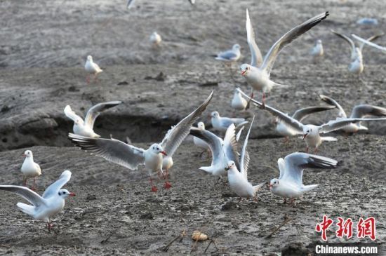 11月17日，成群红嘴鸥在湿地“起舞”巡游。初冬时节，位于青岛市城阳区的滨海湿地迎来成群红嘴鸥、绿头鸭、苍鹭等候鸟觅食栖息，准备越冬。王海滨 摄 
