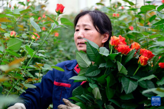 11月14日，在日照市莒县招贤镇曲坊现代农业产业园，工作人员在采摘玫瑰。招贤玫瑰已成为当地一张产业名片。新华社记者 郭绪雷 摄