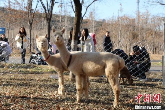 12月18日，山东济南，山东师范大学“萌宠乐园”引师生打卡互动。该校设立“萌宠乐园”，邀梅花鹿、羊驼、设特兰矮马等动物来校“做客”，帮助学生亲近自然、解压放松。中新社记者 王采怡 摄
